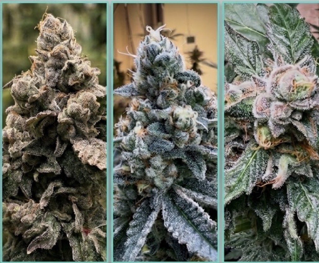 Three Royal Crown Farms landrace cultivars in full flower