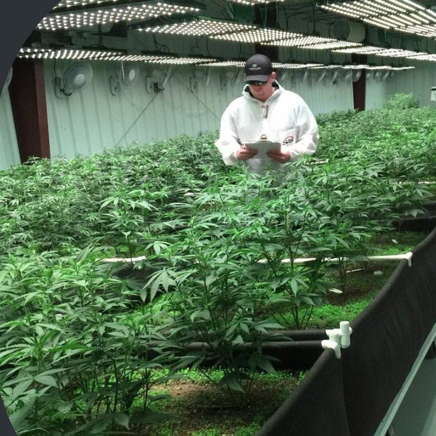 Rows of cannabis plants growing in living soil beds at Royal Crown Farms